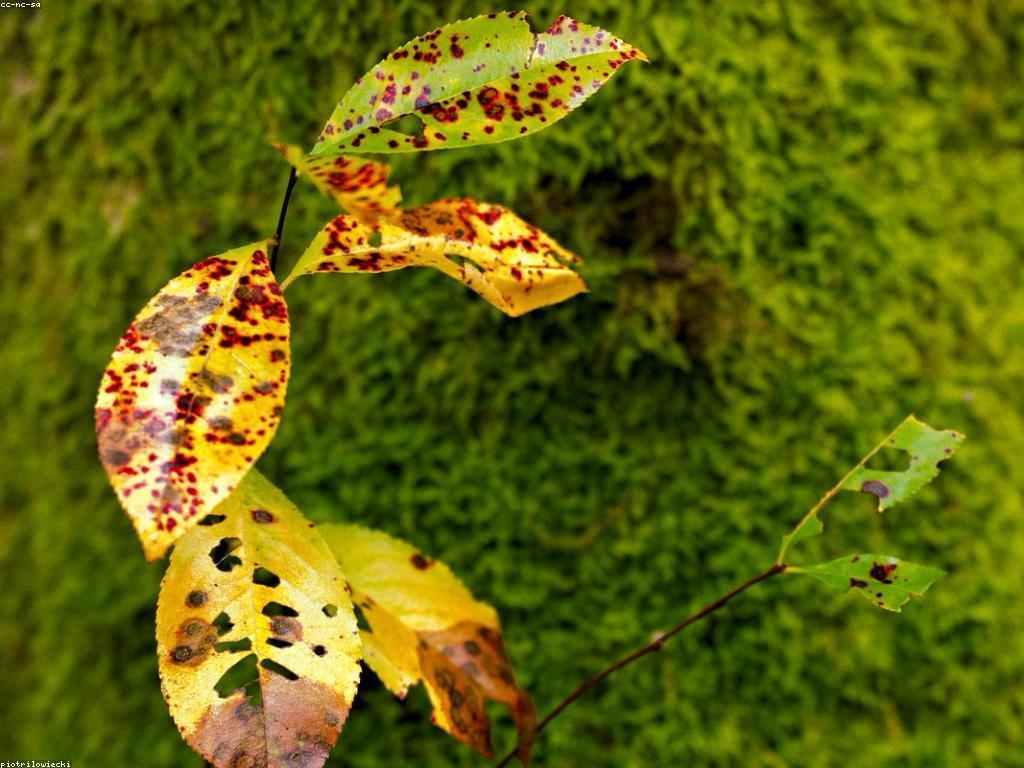 ប្រភេទនៃទេសភាពបាញ់